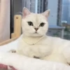 Gatitos pa tu Chat😹😻 5
