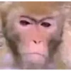Monos.8SC 20