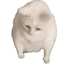 Meme Kucing Viral #2 🐱 6