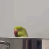 Poyos Birds 3.0 🐣😍 24