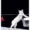 Gato Animado 6