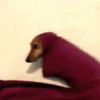FRIO DO TARAIU 6