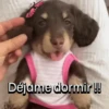 Funny Talking dogs 🐶🐾 16