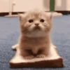 😻 Gatinhos para serem felizes 😻 8