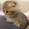 Kitty cats gif  9