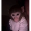 Monkey mix 🙊🙉 9