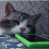 🩷Gatitos Animados 🐱🥛 15