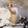 Gatos traviesos🐈🐾🐈‍⬛ 12