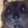 Animais do TikTok 😹 10