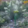 GIF 21