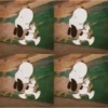 Snoopy~ Gifs ❨･¨⬮ 9