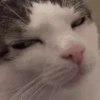 Meme Kucing Viral #2 🐱 22