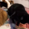 Gatos mix parte ✌️🐱🐈 5