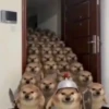 Вирусные видео из TikTok ✨ 21