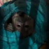 Monitos  10