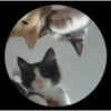 Pedro Pedro Pedro. TikTok mascotas 10