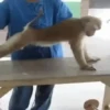 Macaco 🐒 6