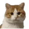Gatos XD 😎 7