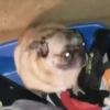 Tiktoks bailes virales XD 7