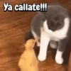 Michis Crazy 🐱🐈‍⬛ 17