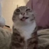 Gato 23