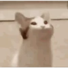 Cat 6