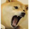 Super funny dogs and cats🐾 15