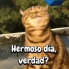 Gatos traviesos🐈🐾🐈‍⬛ 11
