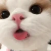 Gatos Curiosos 2😼👁️‍🗨️  6