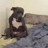 Memes de Cachorro engraçado 15