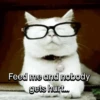 Everyday Cats 🐈‍⬛ 15