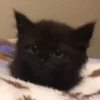 Gatito  11
