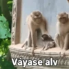 Monos con Frases 3🐒 8