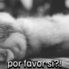 Gatos coolking👑 6