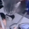 Gato 5