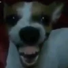 CATIORO 12