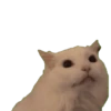 Gatinhos animados 17