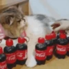 Animais do TikTok 😹 11