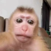 Monkey 15.0 15