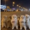 Funny Cats 😹✨ 11