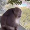 Monos burlones 5
