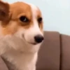 Memes de Cachorro engraçado 6