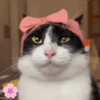 Gatos Michis Mood Funny 😹🤣 8