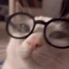 Reações de gatíneos 🐈🐈‍⬛ 8