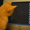 Gato 14