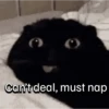 Everyday Cats 🐈‍⬛ 14
