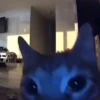 Gatinhos | Cats 🐱 8