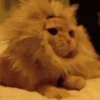 Funny Cats 😹✨ 5