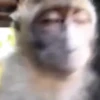 Macacos/monkey 8
