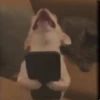 Вирусные видео из TikTok ✨ 12
